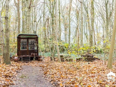 Betoverend stuk bos te Zonnebeke